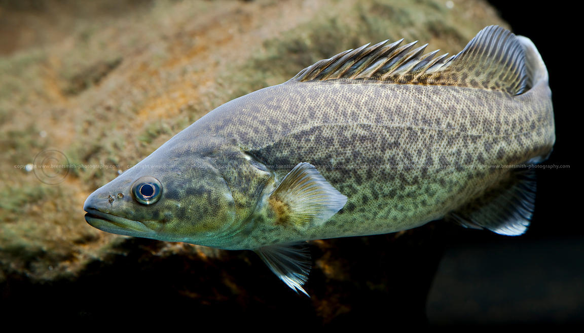  p data-id="gnsucqzdm6">石斑鱼是石斑鱼亚科(epinephelinae)鱼类的