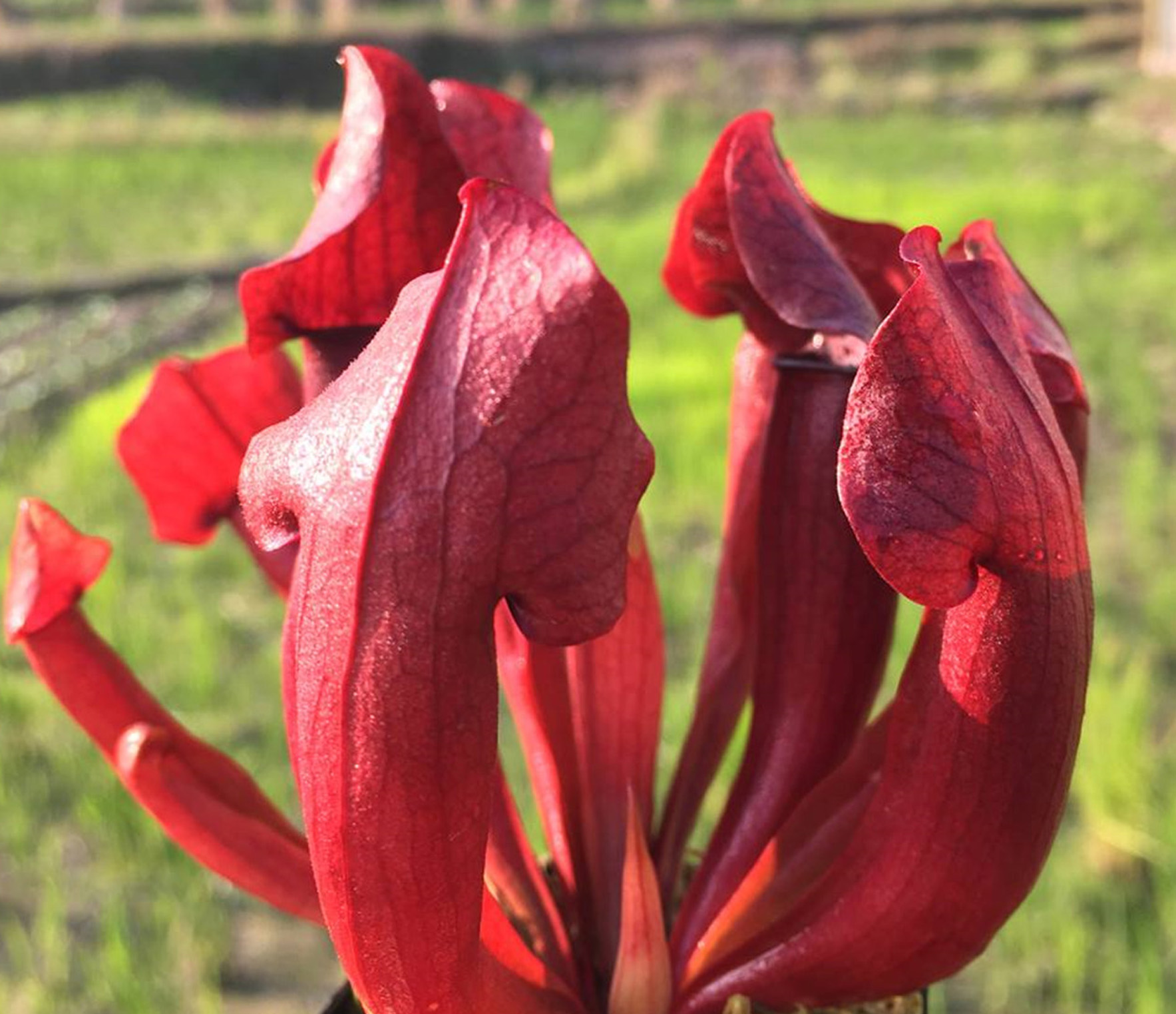 较大,气质高雅的 a target="_blank" href="/item/食虫植物/2637326"