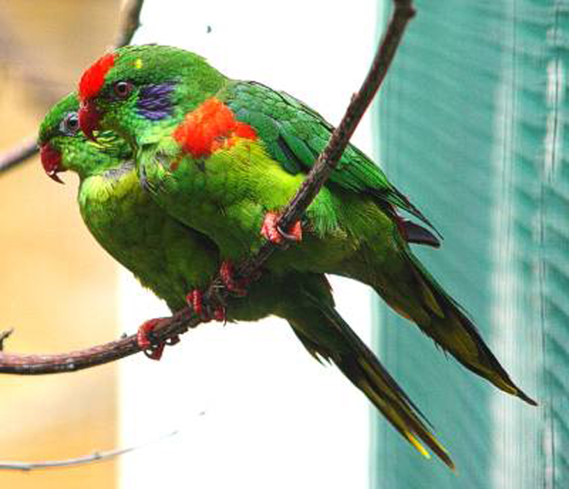  p>红斑吸蜜鹦鹉(学名:charmosyna rubronotata)羽色鲜艳,鸟体为绿色