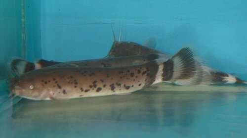  p>电鲶,学名:malapterurus electricus.