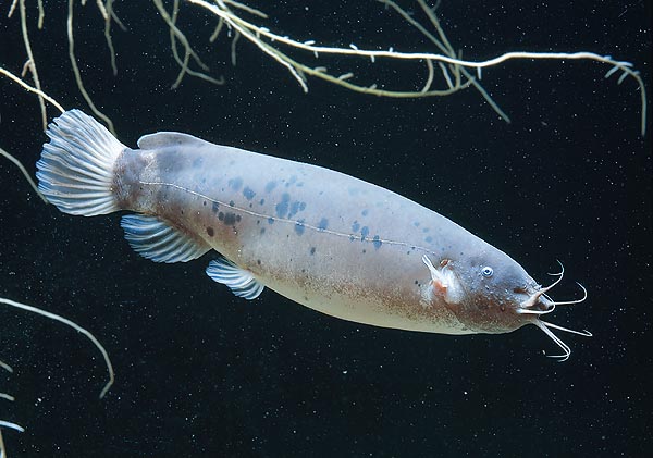 原产地非洲刚果河,生性凶猛,怕光,夜间活动频繁.