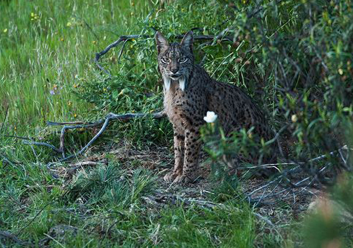 iberian lynx