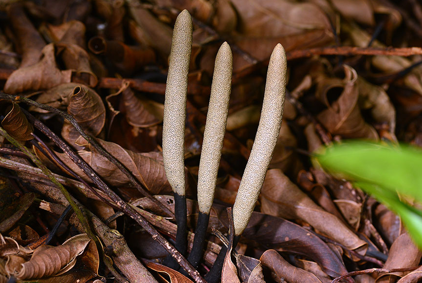 是炭角菌科,炭角菌属 a target="_blank" href="/item/真菌/71382"