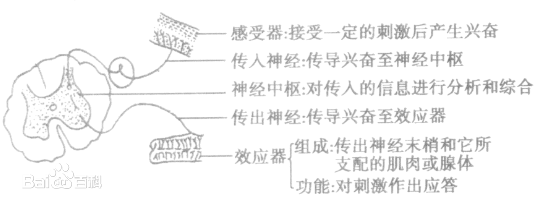 
高中生物反射
  第1张