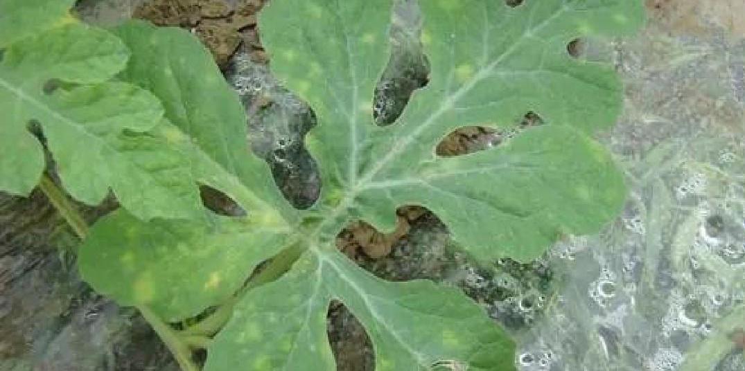  p>西瓜霜霉病是由古巴假霜霉侵染所引起的,发生在西瓜上的病害.