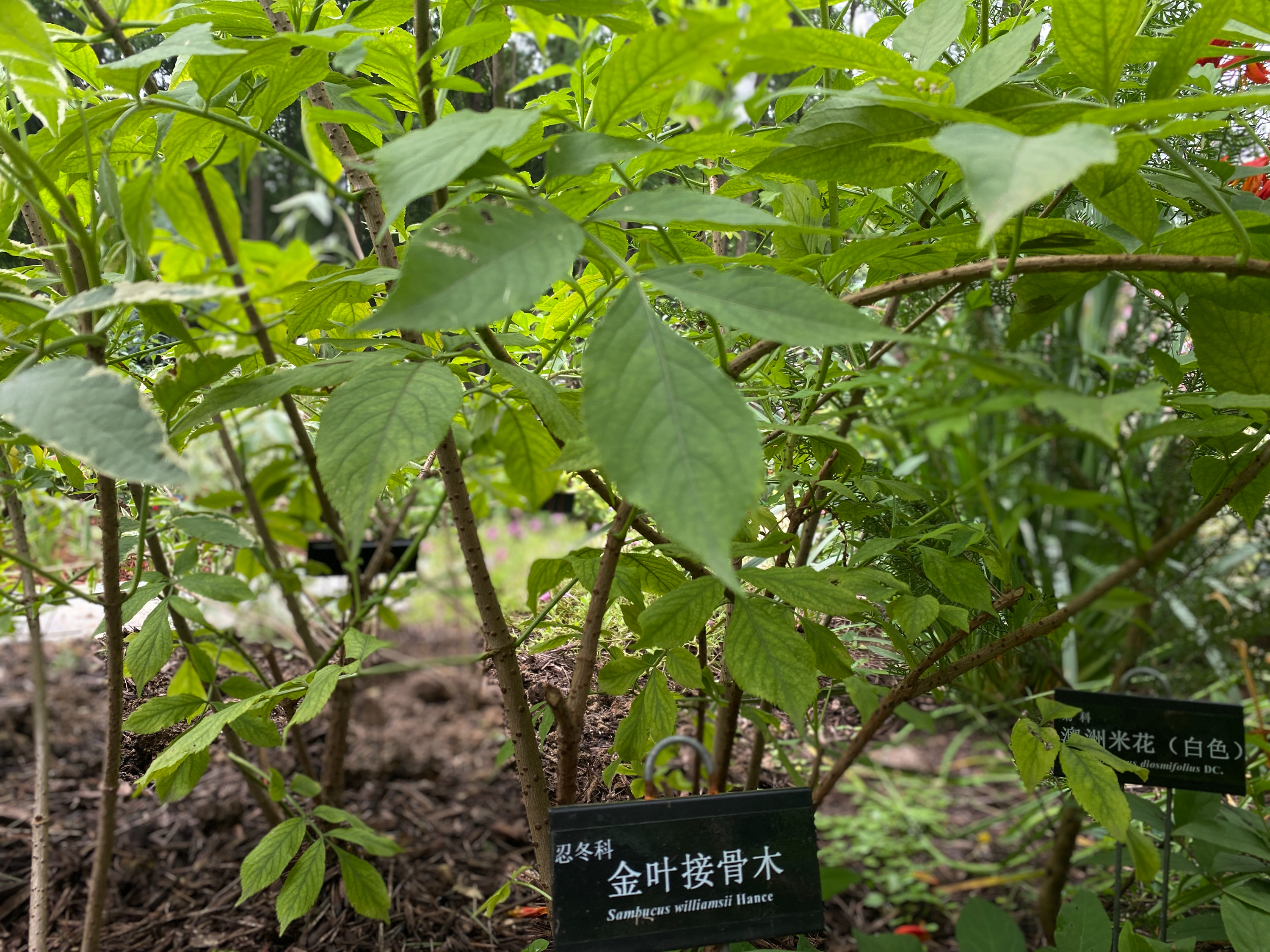 金叶总序接骨木