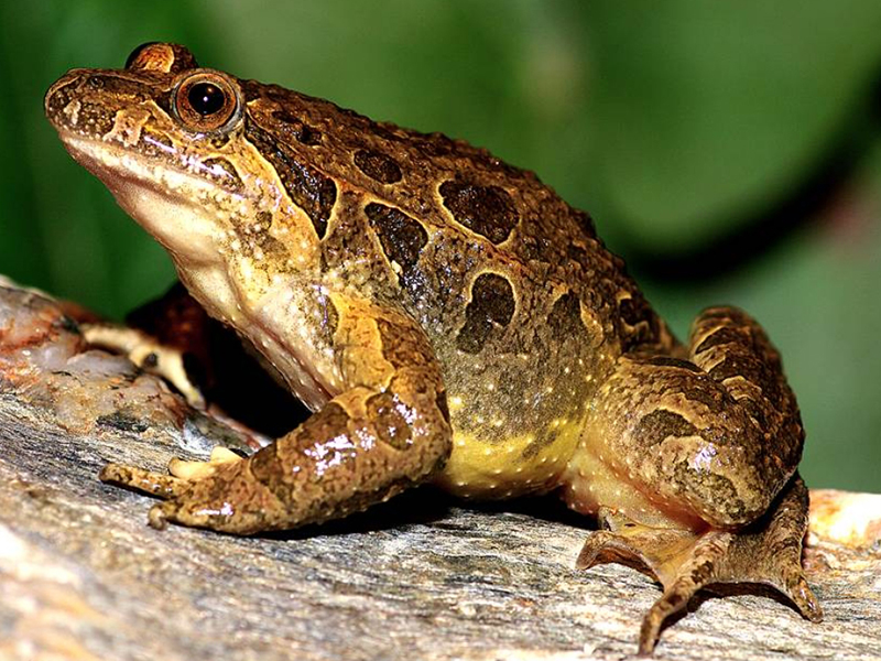 其舌头相对较短,为圆盘状不能伸出,故名.