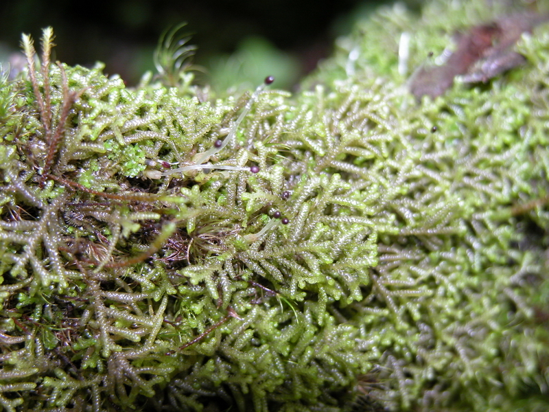 鹿耳岛耳叶苔湖南 (亚种)