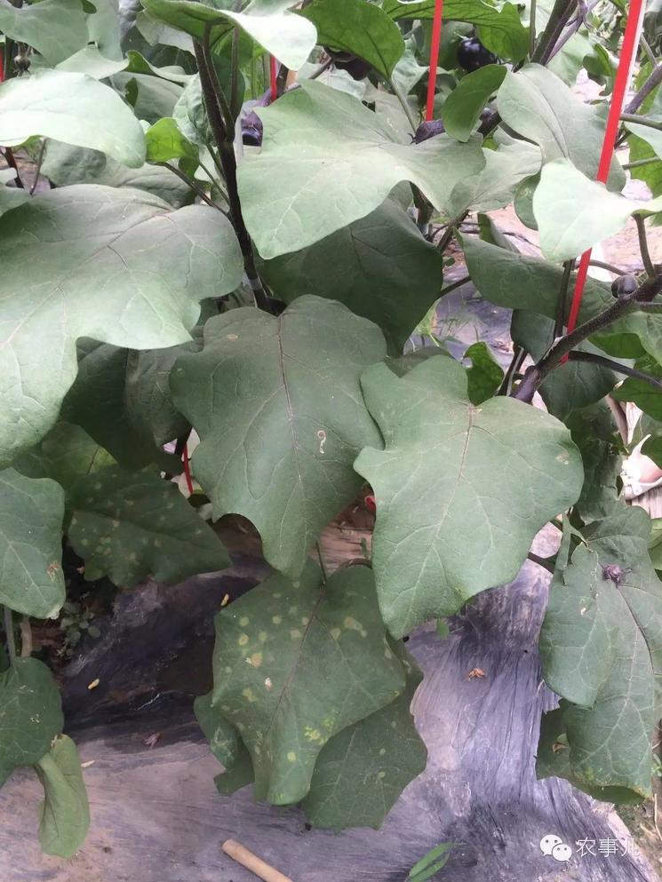 fs33">茄子白粉病是由单丝壳白粉菌侵染所引起的,发生在茄子上的病害