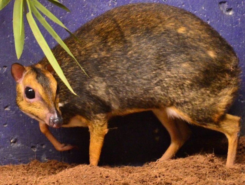 philippine mouse-deer