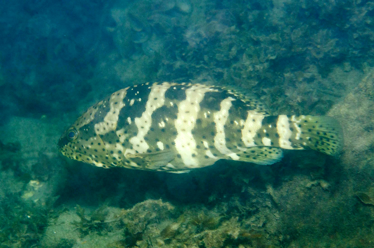  p>点带石斑鱼(学名: i> i>epinephelus coioides /i> /i>)是鮨科