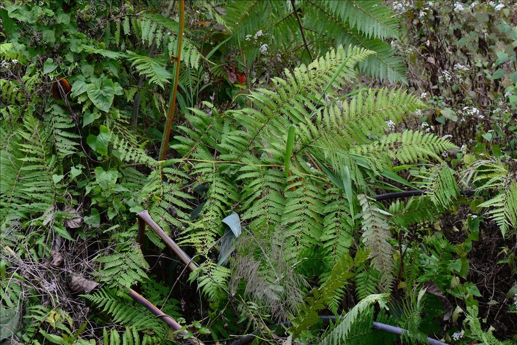  p>白桫椤(学名: i>sphaeropteris brunoniana /i> (hook.) r. m.