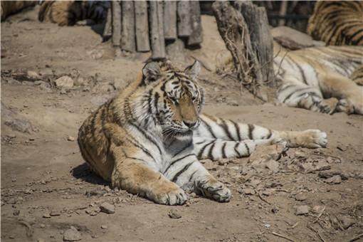 2021年4月23日鸡西东北虎伤人事件