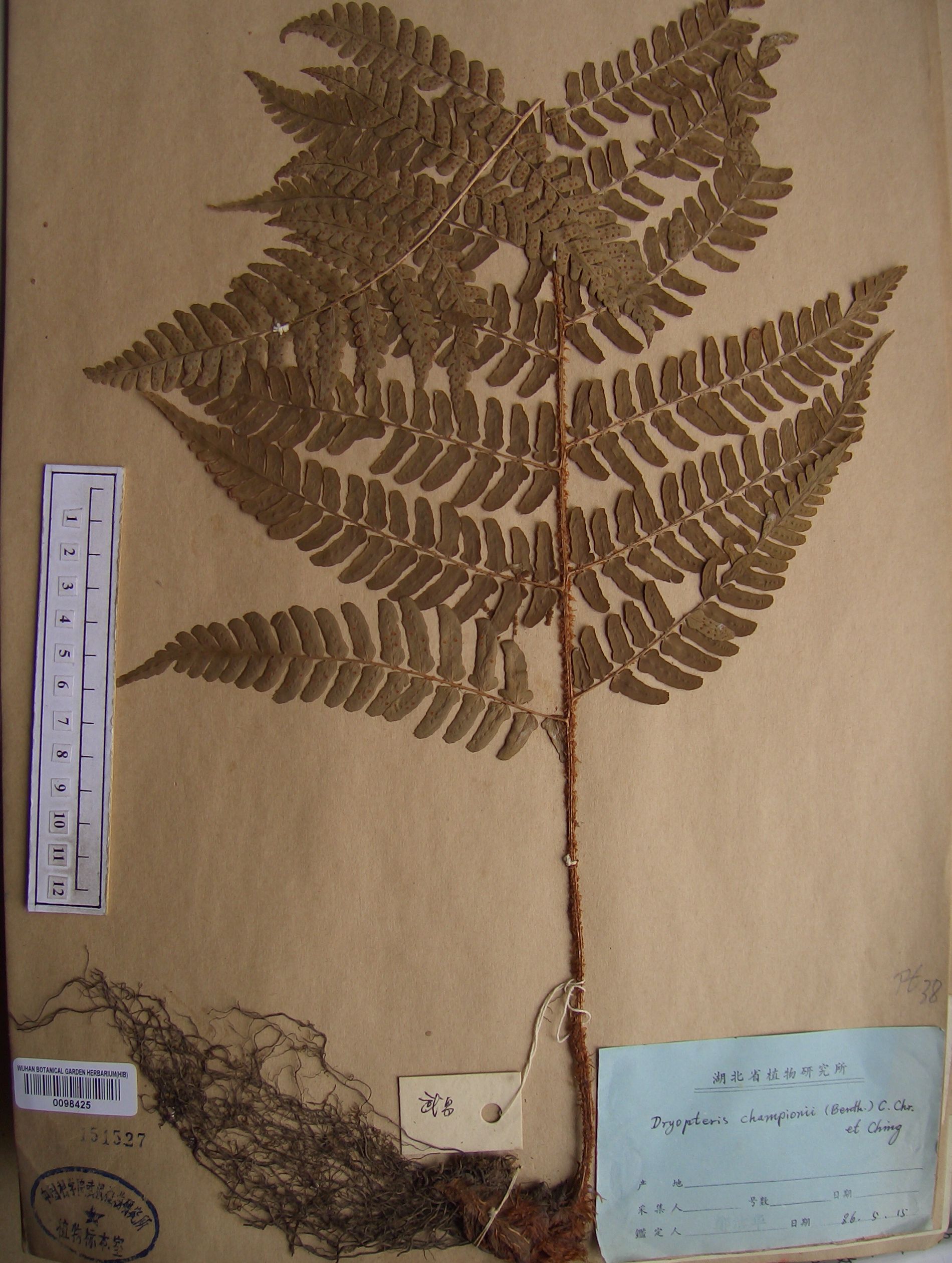中国数字植物标本馆