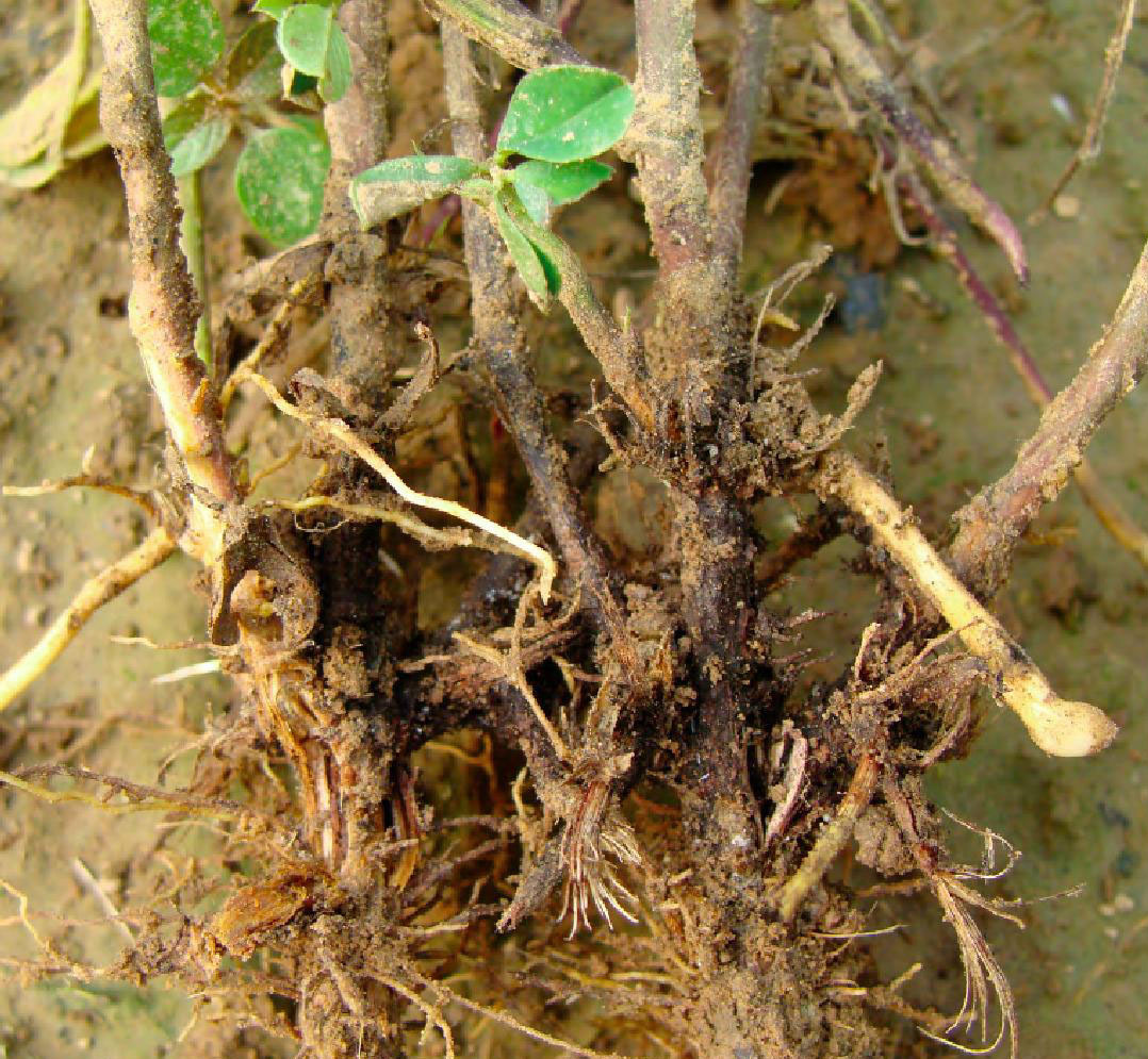  p>花生茎腐病又叫花生颈腐病,俗称烂脖子病,倒秧病等,是由棉色二孢菌