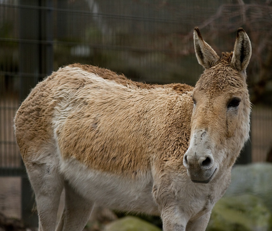  p>土库曼野驴(学名: i>equus hemionus kulan /i>):是马科,马属的