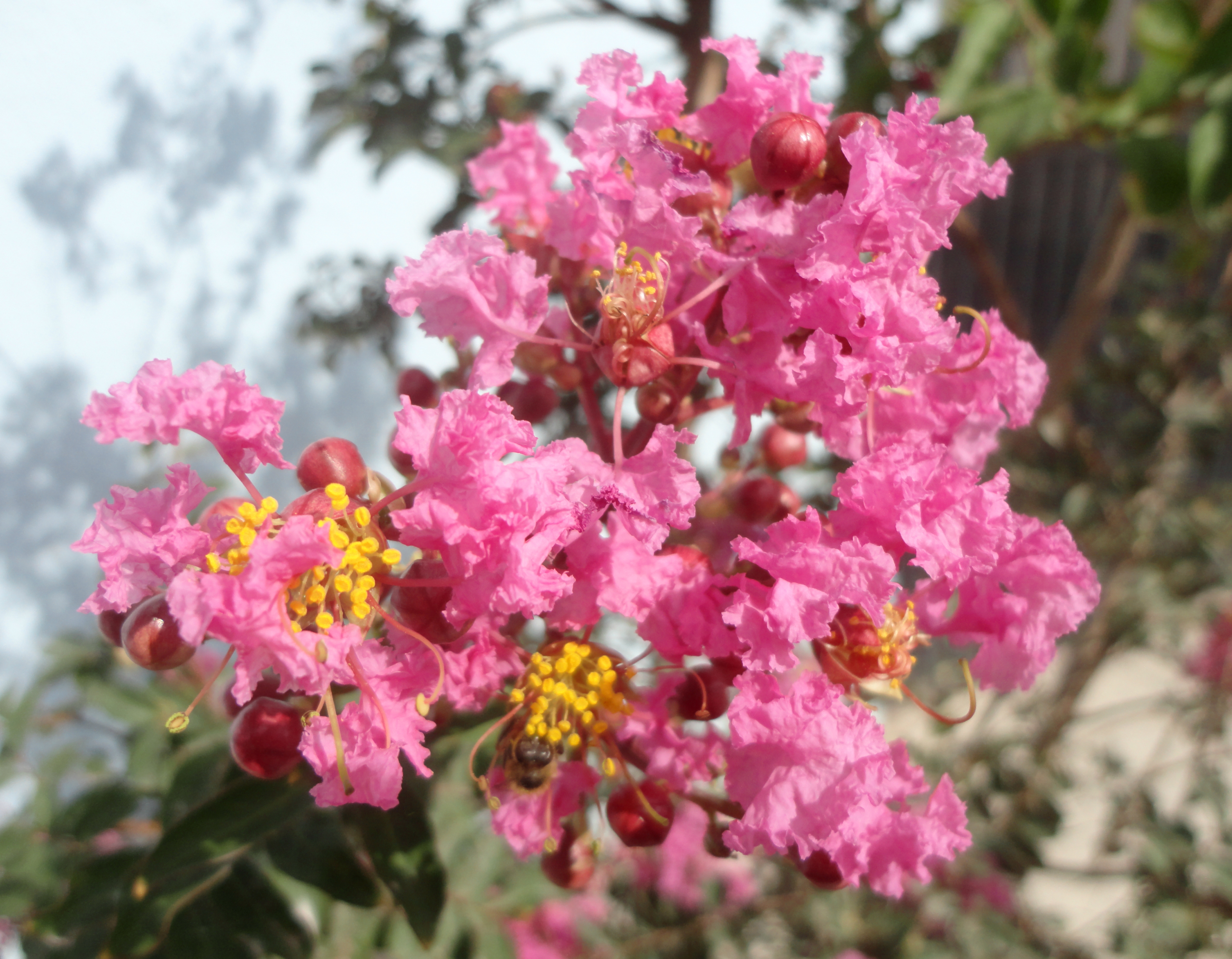  p>紫薇(拉丁文名:lagerstroemia indica l.