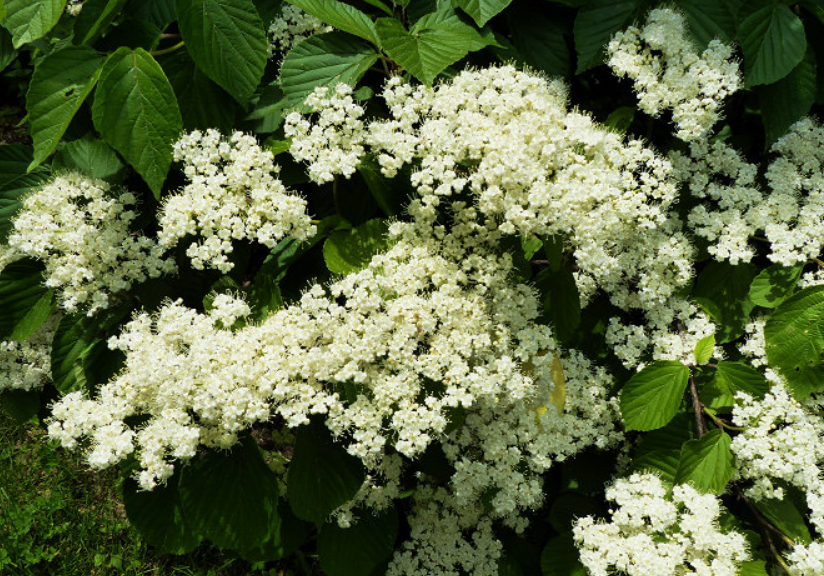  p>陕西荚蒾(学名: i>viburnum schensianum  /i>maxim.