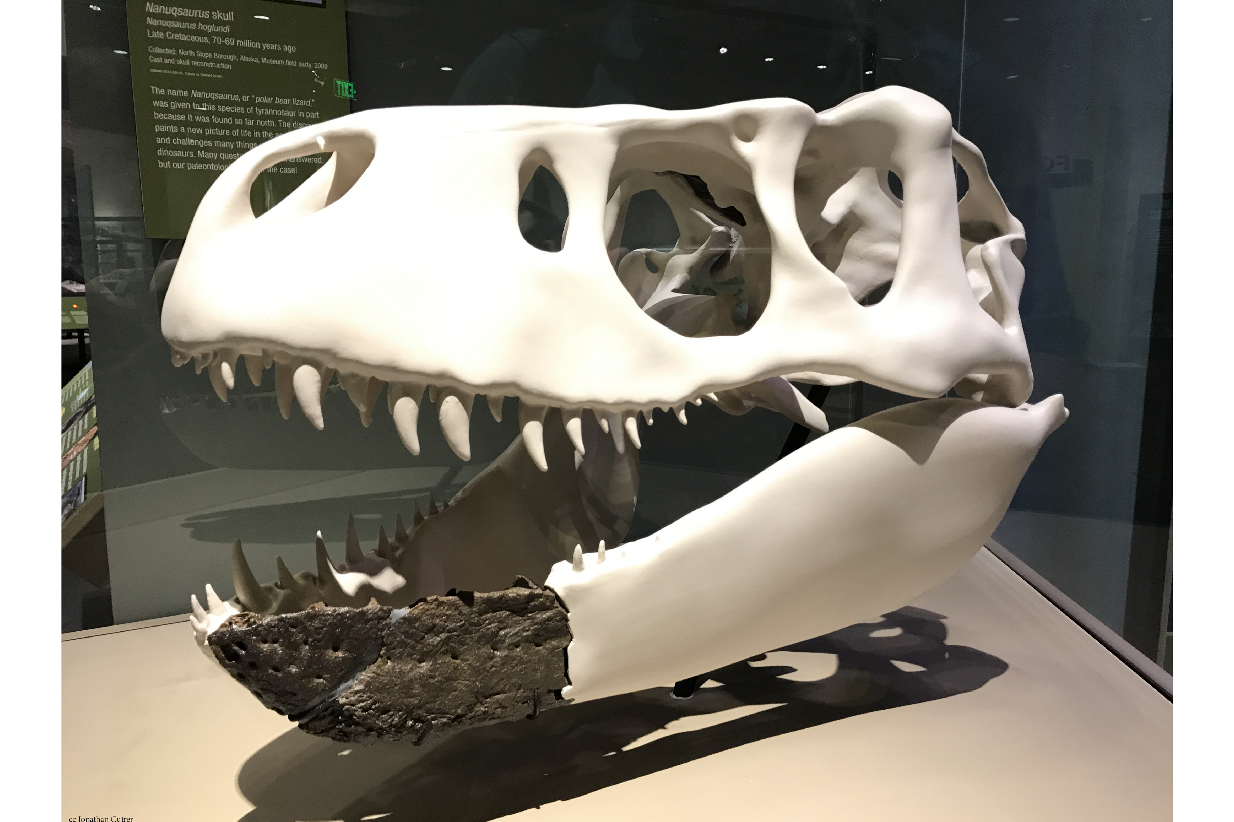  p>白熊龙是一种生存于晚白垩世的暴龙类,属于暴龙