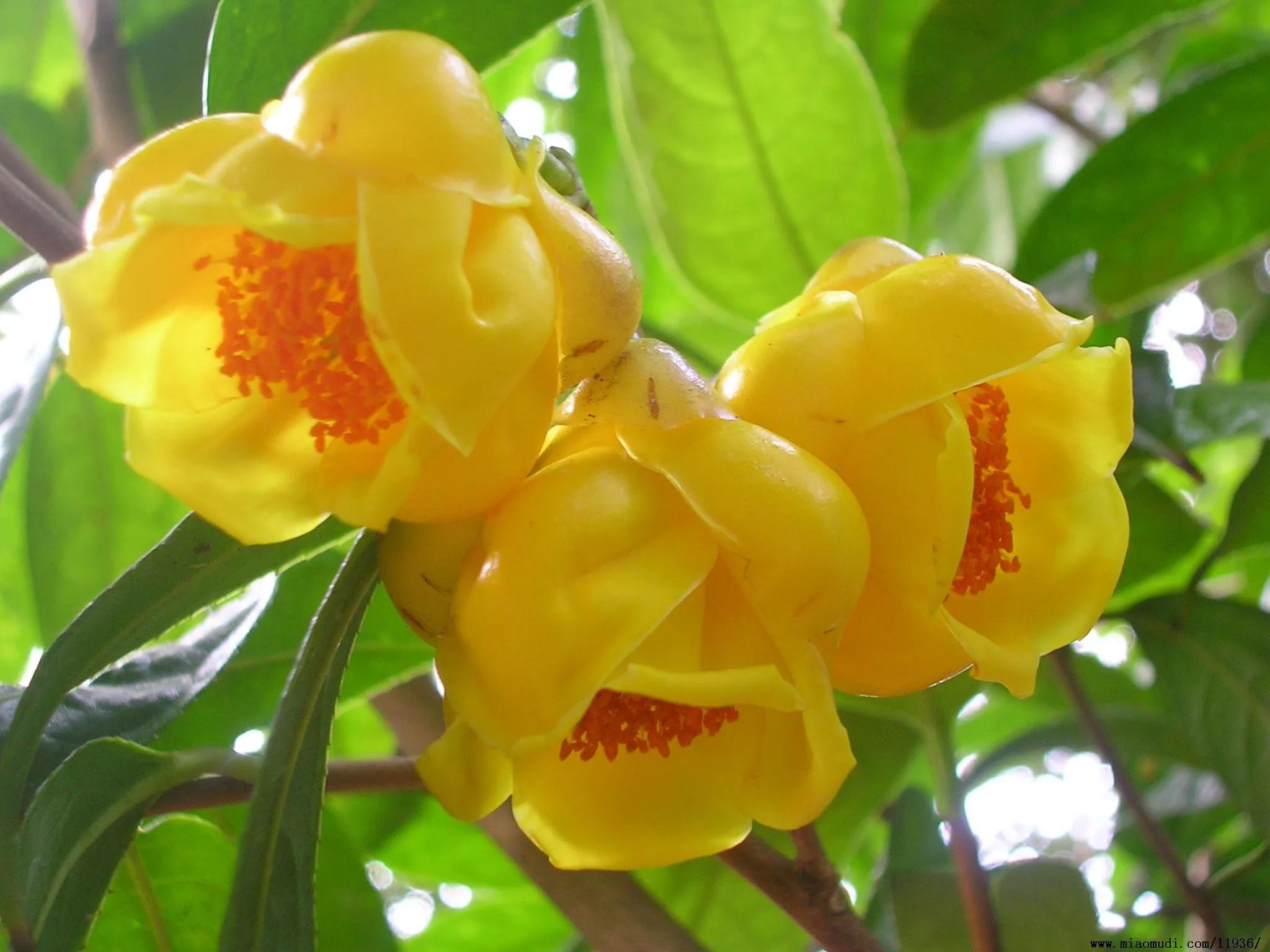 广西君王春金花茶集团股份有限公司