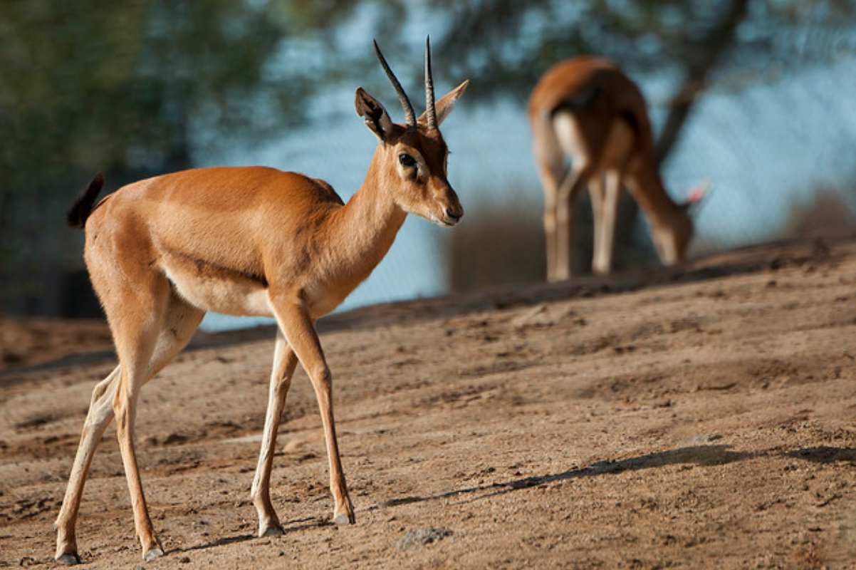  p>赤额瞪羚(学名: i>eudorcas rufifrons /i>):是偶蹄目,牛科,瞪羚属