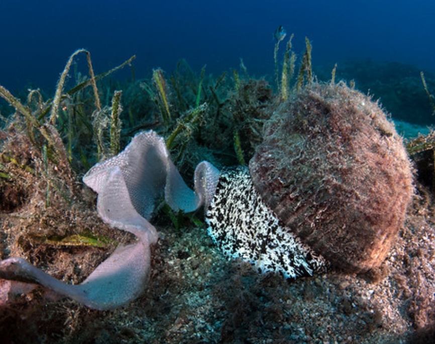  p>栗色鹑螺(学名: i>tonna galea /i>):是玉黍螺目,鹑螺科,鹑螺属的