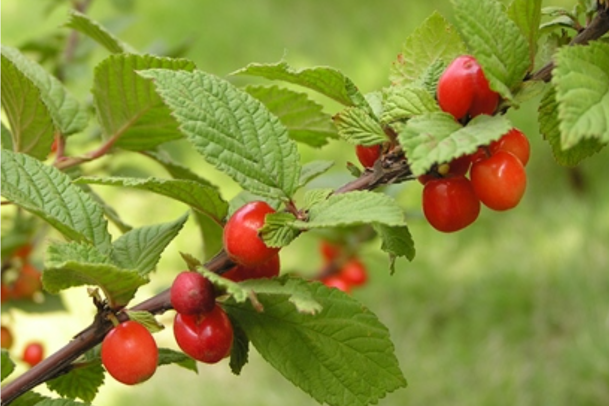  p data-id="tzlhcpqkqbrh">毛樱桃( i>prunus tomentosa /i> thunb.