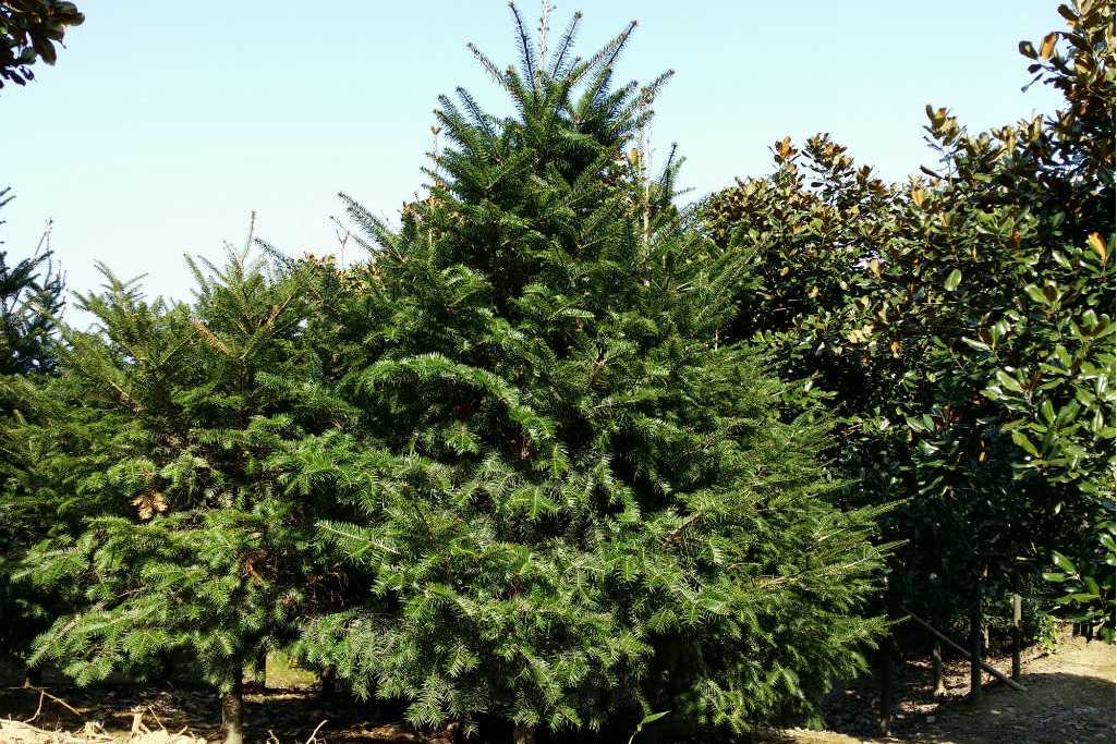 日本冷杉黄山学院2号