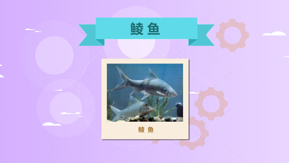 鲮鱼:南方重要经济鱼类