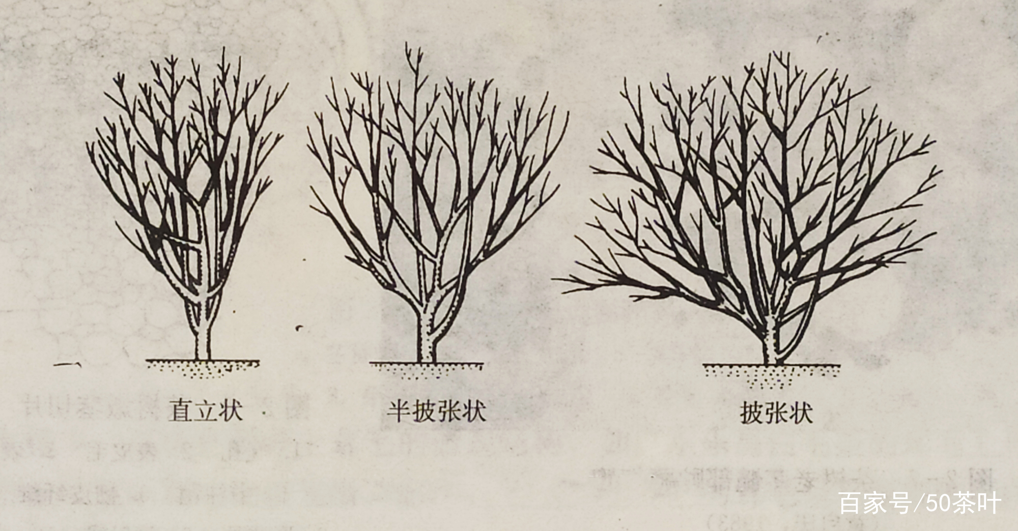 茶树简介（植物学分类、原产地、茶树的根、茎、叶）_百科TA说