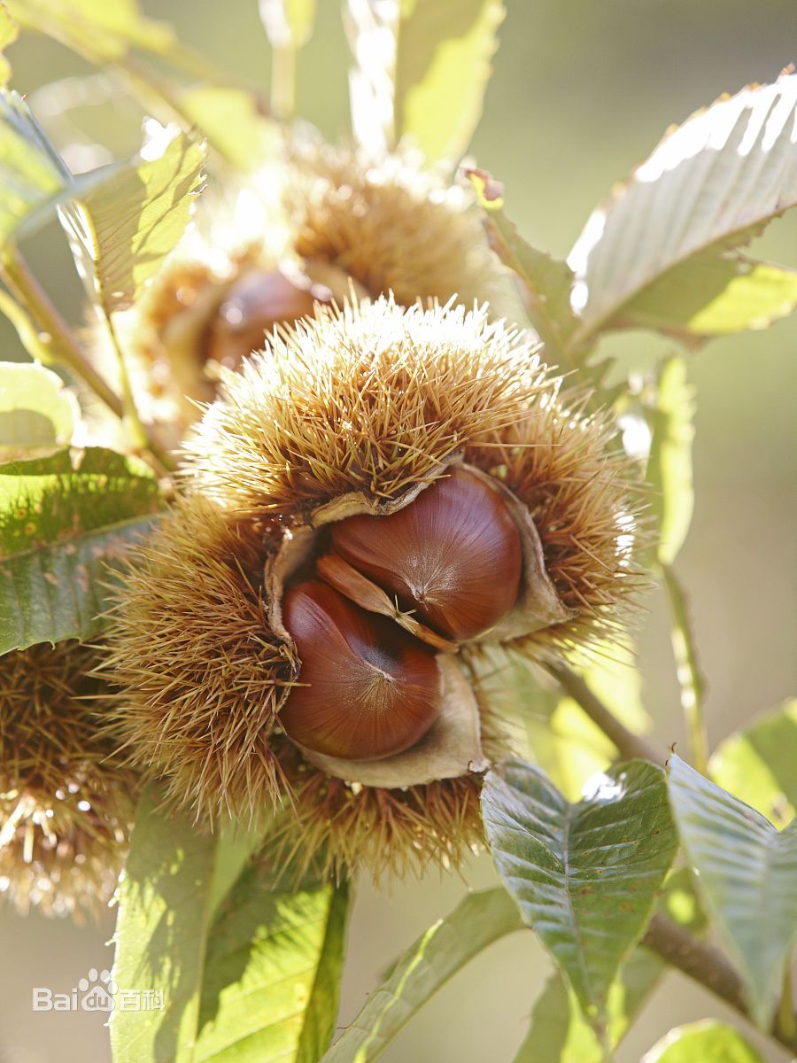 p>栗(学名: i>castanea mollissima  /i>bl.)是壳斗科,栗属植物.