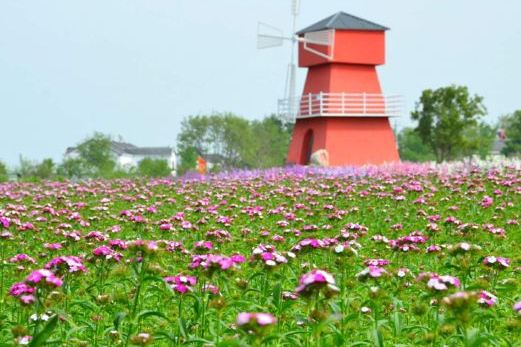  p data-id="t1brqpeoly7j">同心花海位于宜昌市枝江市问安镇同心村二