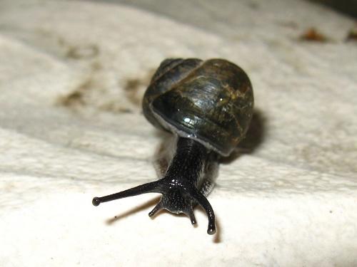 纲/2193160" data-lemmaid="2193160">腹足纲 /a>巴蜗牛科动物的统称