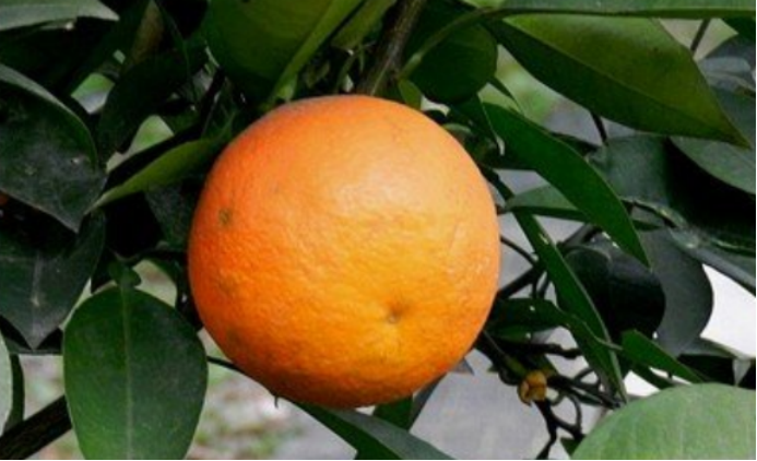 返老还童的水果——代代橘_百科TA说