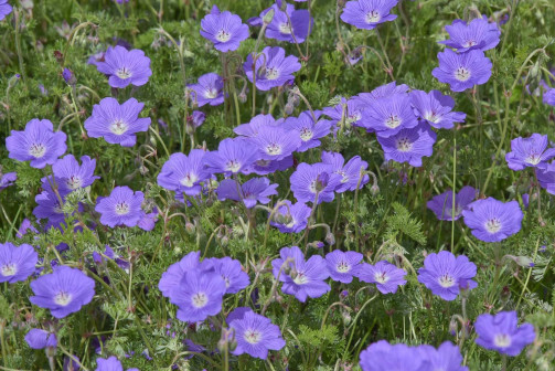 Geranium multisectum_百度百科