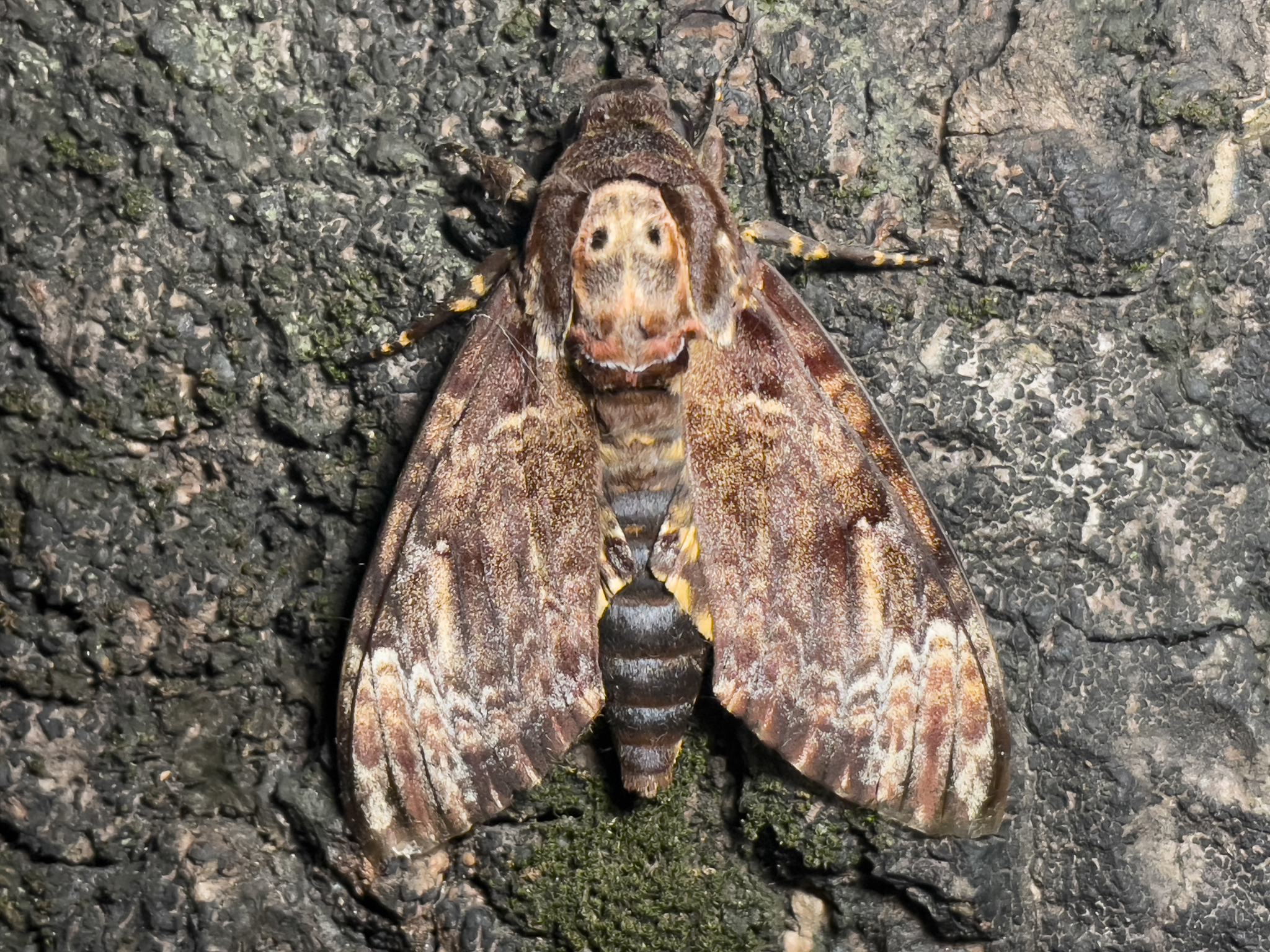  p>鬼脸天蛾(学名: i>acherontia lachesis /i>)是天蛾科,面形天蛾属