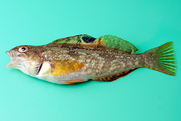  p>大泷六线鱼(学名: i>hexagrammos otakii /i>)是六线鱼科,六线鱼属