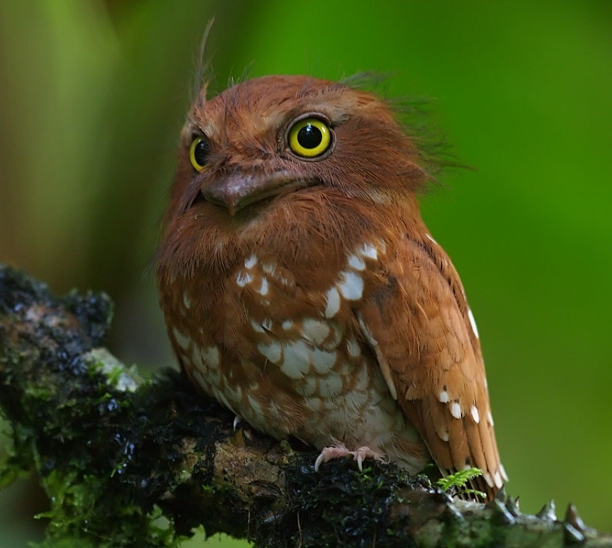 2lsktviep">蛙口夜鹰科(学名:podargidae):鸟纲,蛙口夜鹰目的一科鸟类