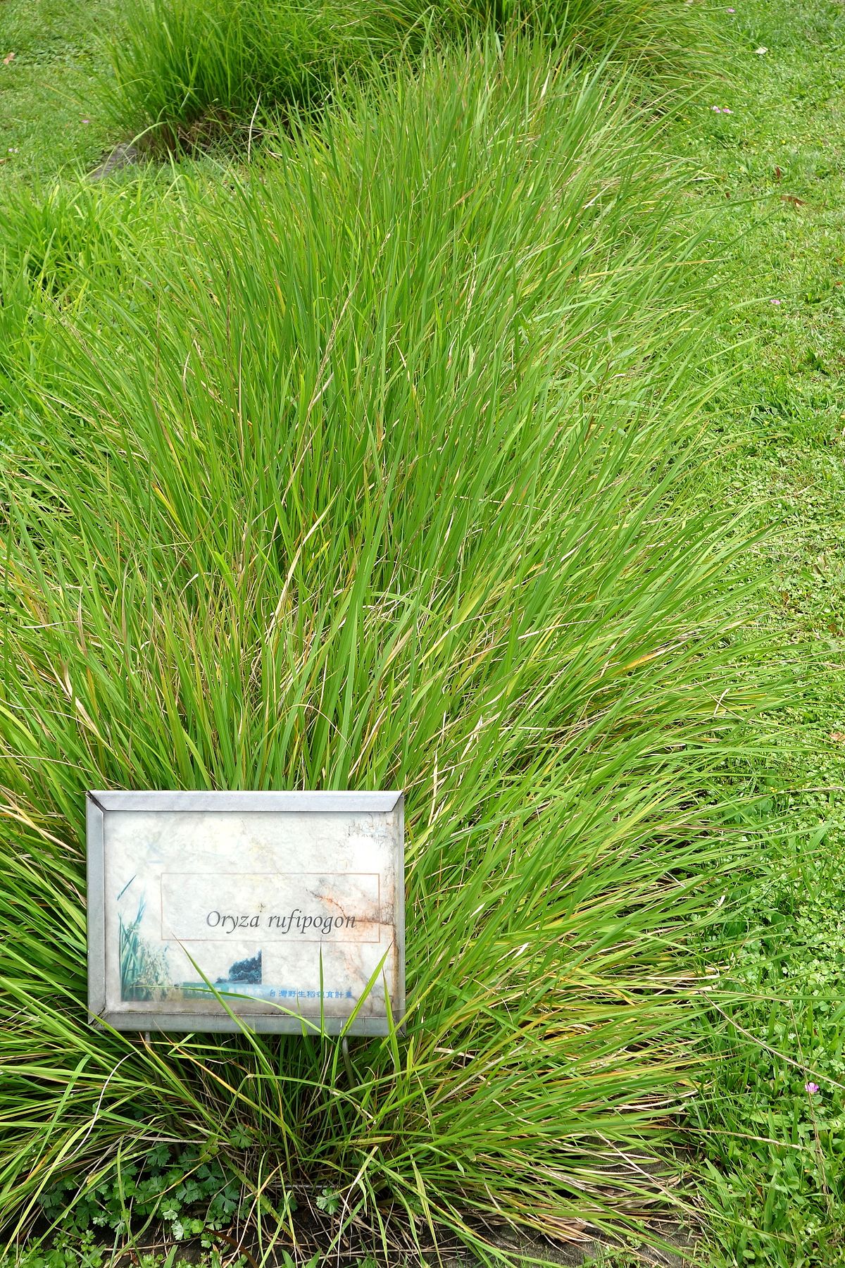 oryza rufipogon griff.