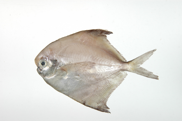  p>灰鲳( i>pampus cinereus /i>)是 a target="_blank" href="/item