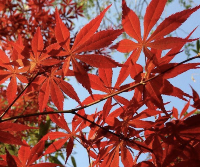 红枫（槭树科槭属植物）_百度百科