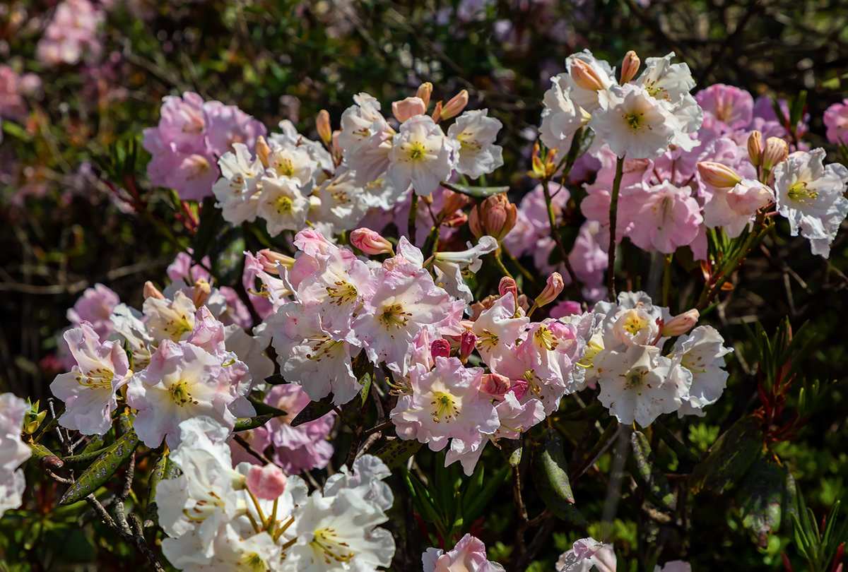 索玛花的花束花语