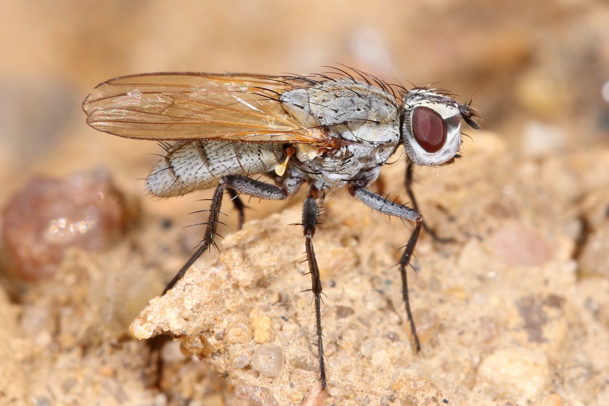  p>中斑瘦粉蝇是丽蝇科瘦粉蝇属动物. /p>
