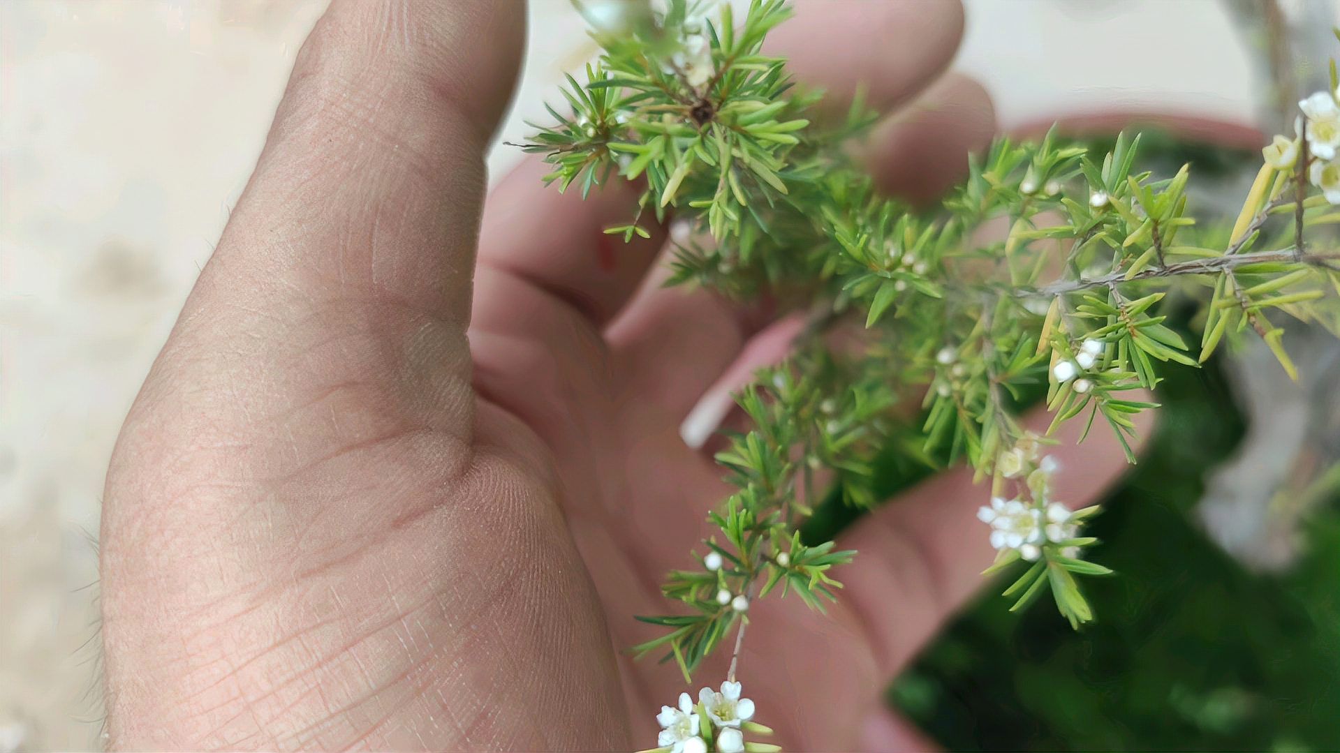 新手认识盆景树种（5）中国赏石协会推荐——岗松_科星球_百度百科
