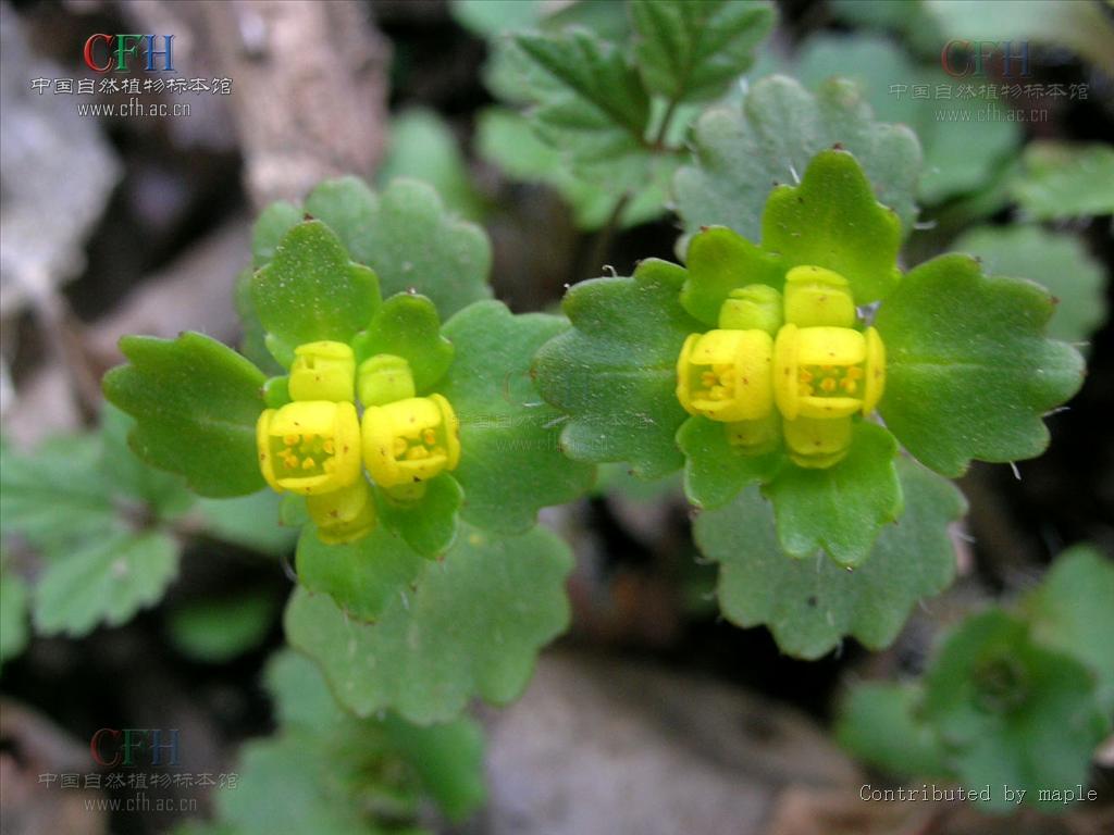  p>柔毛金腰(变种)为虎耳草科多年生草本植物毛金腰的变种.