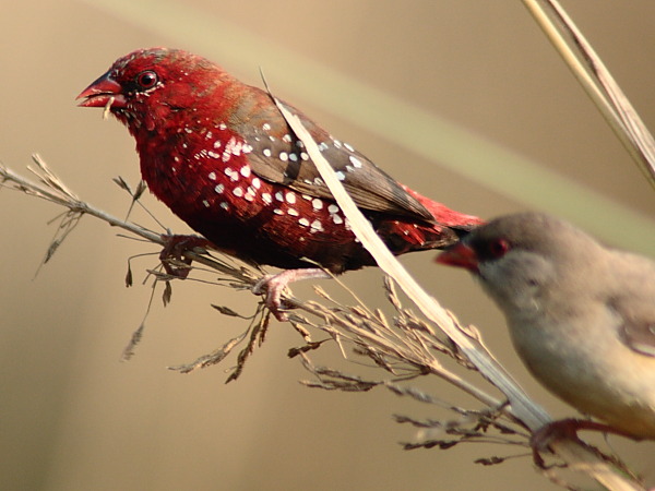  p>红梅花雀( i>amandava amandava /i>)小型 a href="#" data-lemma