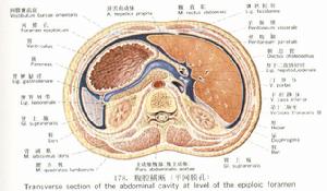  p>小网膜孔(又称winslow孔)是网膜囊的唯一孔道,其前方为 a target="