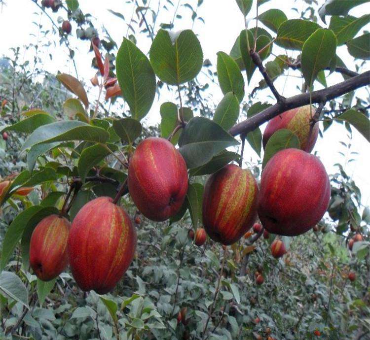 世界首例具有红花·红叶·红果梨树优良品种,集观赏性·食用型于一体