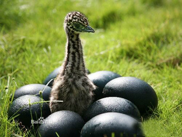 dromiceius novae-hollandiae