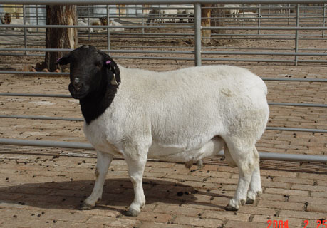  p>杜泊绵羊( i>dorper sheep /i>),原产地在 a target="_blank" href